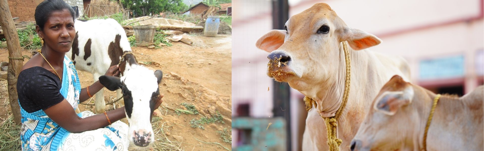 Animal Welfare_Cover