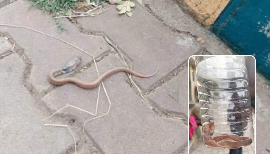 Rescued Black-Necked Spitting Cobra