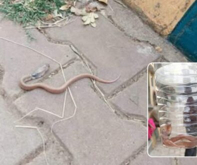 Rescued Black-Necked Spitting Cobra