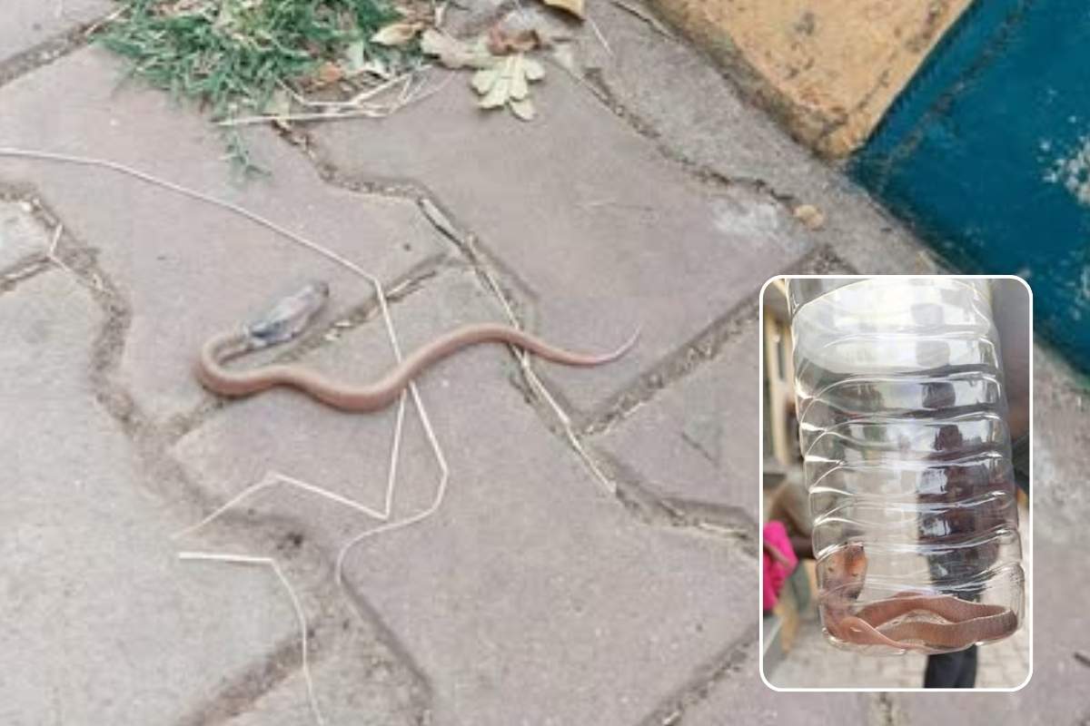 Rescued Black-Necked Spitting Cobra